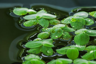 High angle view of green leaves floating on water