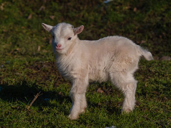 Portrait of a sheep on field