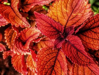 Close-up of dry maple leaves during autumn