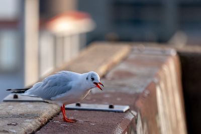 Close-up of  screaming seagull perching on wall 