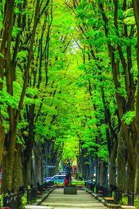 People walking on footpath in park