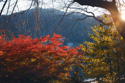 Trees in forest during autumn