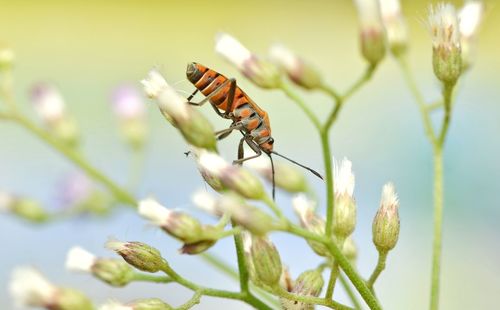 Close-up of bug on flowers