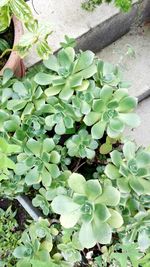 High angle view of plants in water