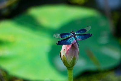 Close-up of insect on flower