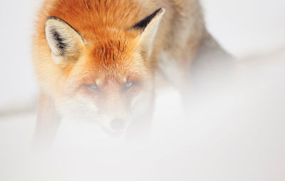 Close-up of fox during winter