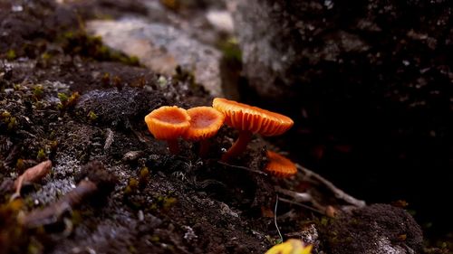 Close-up of fly on mushroom