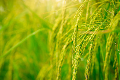 Selective focus on ear of rice. green paddy field. rice plantation. organic rice farm in asia.