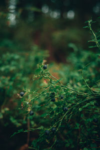 Close-up of plant growing on land