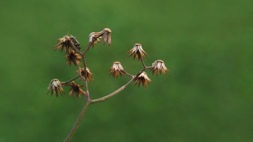 Close-up of flowers against blurred background