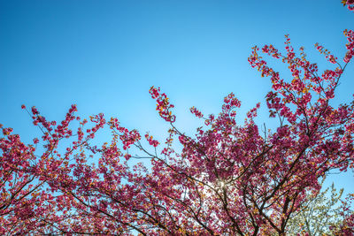 Low angle view of cherry blossoms against blue sky