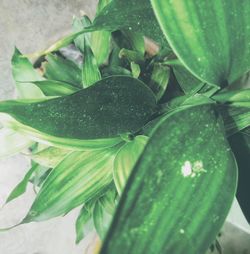 green color