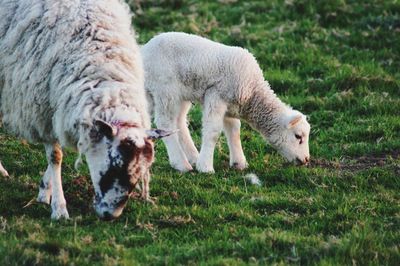 Sheep in a field