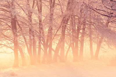 Trees in forest during winter