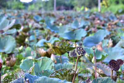 Close-up of dried leaves on plant