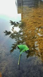 Plants growing on a tree