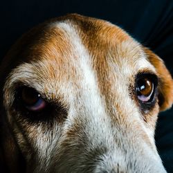 Close-up portrait of dog