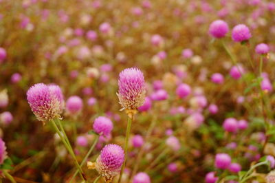 Close-up of pink flowering plants on field