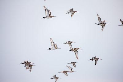 Low angle view of birds flying in sky