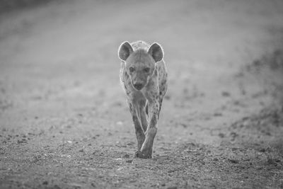 animal