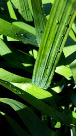 Close-up of plant