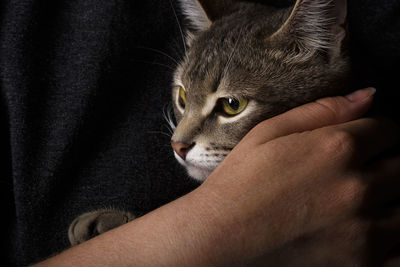 Portrait of a beautiful gray cat on a dark background