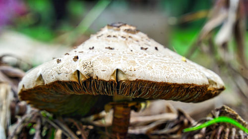 Mushroom picking, collecting edible fungi in the forest. macrolepiota procera or mushroom growing a