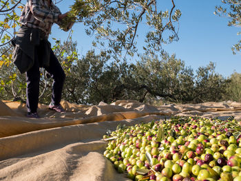 Midsection of woman picking olives from tree at farm