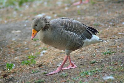 Greylag goose latin-anser anser