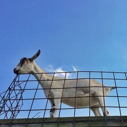 Low angle view of built structure against blue sky