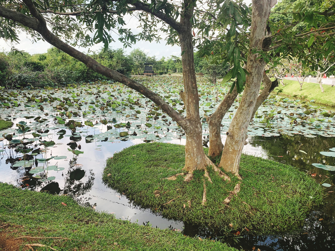 TREE BY LAKE