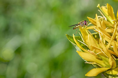 Close-up of insect pollinating on flower