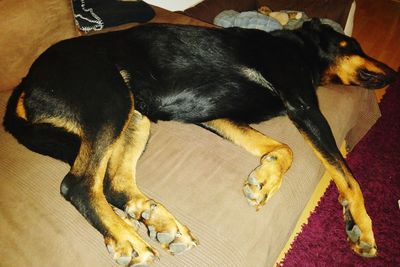 Dog sleeping on couch