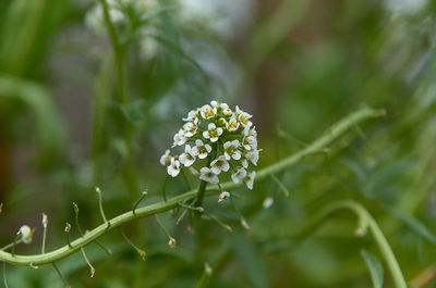 Close-up of flowering plant