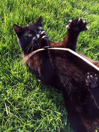 Close-up of cat relaxing on field