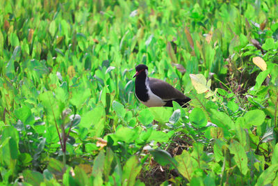 Bird perching on a plant