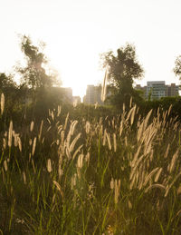 Plants growing on field against clear sky