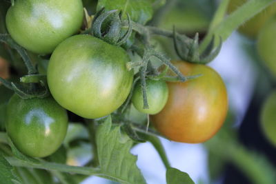 Close-up of oranges growing on plant