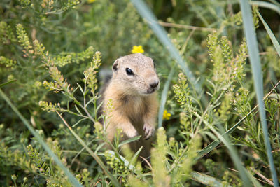 Portrait of squirrel on field