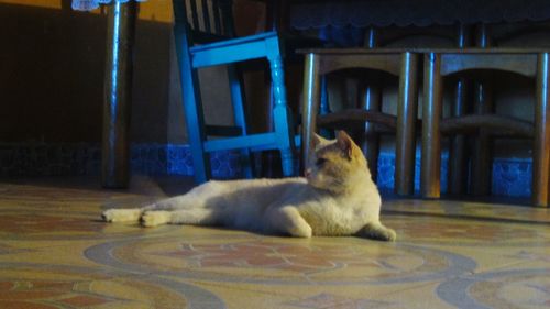 Close-up of cat sitting on chair at home