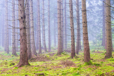 Pine trees in forest
