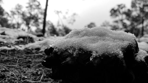 Close-up of flower on field during winter