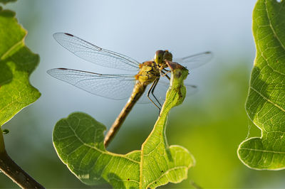 Close-up of dragonfly on leaf