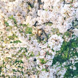 Close-up of white flowers blooming in park