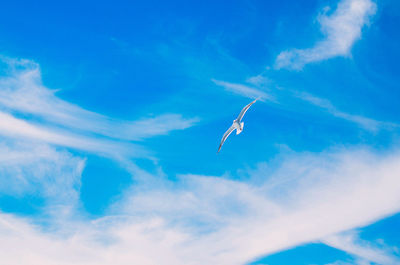 Low angle view of seagulls flying in sky