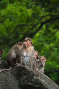 Close-up of monkey