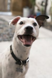 Close-up portrait of dog