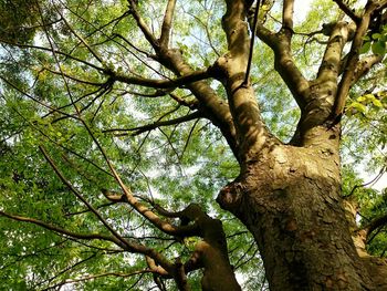 Low angle view of trees