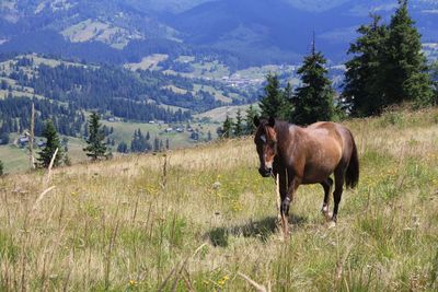 Horse grazing on field against mountains