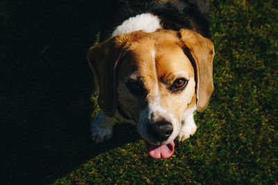 High angle portrait of dog standing on field